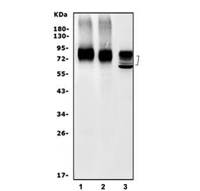 Western blot testing of 1) rat C6, 2) rat PC-12 and 3) mouse NIH 3T3 cell lysate with Pvr antibody. 