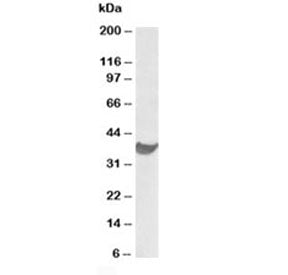 Western blot testing of human heart lysate with PD-L1 antibody at 1ug/ml. Predicted molecular weight