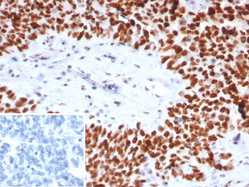 Nucleolin Antibody