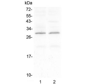 CNTF Antibody