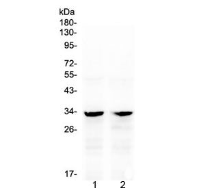 Caspase-6 Antibody