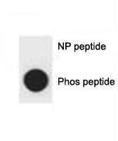 p-p62 Antibody (pS403)