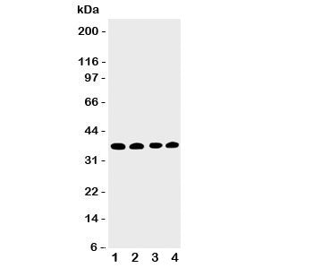EIF2S1 Antibody