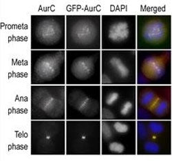 Aurora-C Antibody (AURKC)