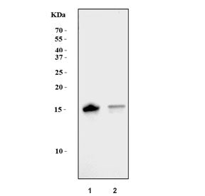IFITM1 Antibody