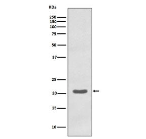 MTCO2 Antibody