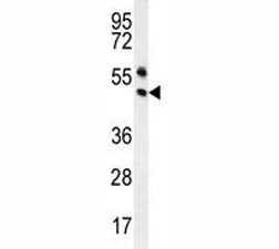 PAX5 Antibody