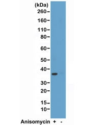 p38 MAPK Antibody (pThr180/pTyr182)