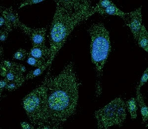 NOTCH3 Antibody