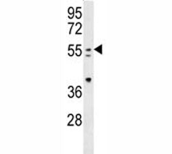 PAX7 Antibody