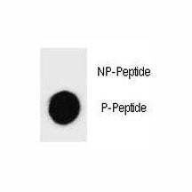 Caspase-3 Antibody (phospho-S26)