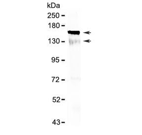 CD135 Antibody / Flt3