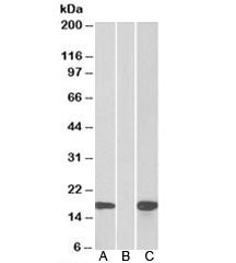 PHLDA3 Antibody