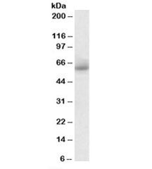 RHCG Antibody