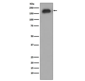 Phospho-EGF Receptor / EGFR Antibody (pY1092)