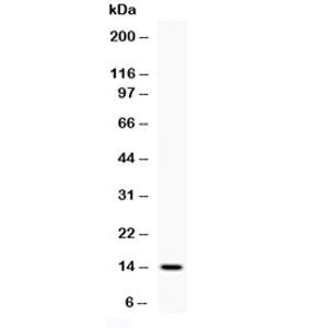 Human IL4 Antibody