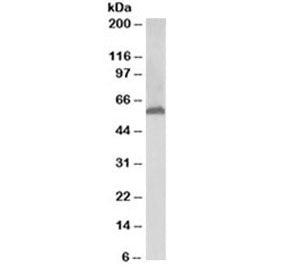 58K Golgi protein Antibody