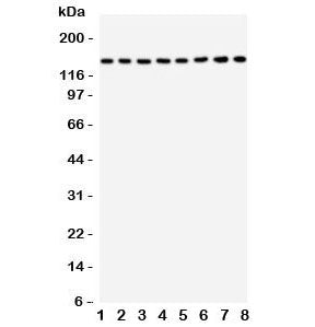 TSC1 Antibody (Hamartin)