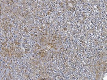Afm Antibody / Afamin