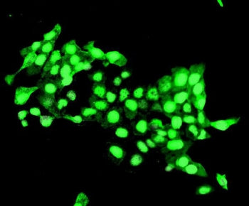Immunofluorescent staining of FFPE human U-2 OS cells with DELE antibody. HIER: steam section in pH6