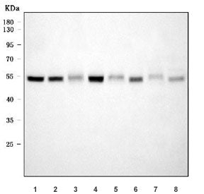 Western blot testing of 1) human HeLa, 2) human MCF7, 3) human PANC-1, 4) human U-87 MG, 5) rat hear