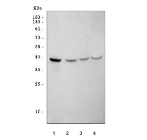 Western blot testing of 1) rat heart, 2) mouse heart, 3) mouse skeletal muscle and 4) mouse C2C12 cell lysate with ABRA antibody. Predicted molecular weight ~43 kDa.