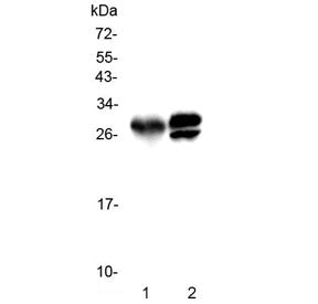 Kallikrein 1 Antibody