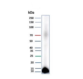 CLPS Antibody / Colipase
