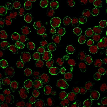 Immunofluorescent staining of human Raji cells with CD19 antibody (clone CVID3/429, green) and Reddo
