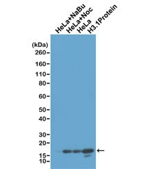 Histone H3 Antibody / Unmodified Lysine 4
