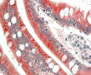 IHC staining of FFPE human small intestine with MIC1 antibody at 5ug/ml. HIER: steamed with pH6 citr