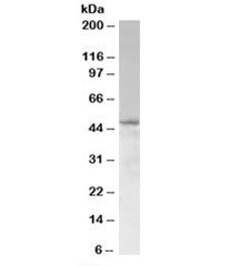SAMSN1 Antibody