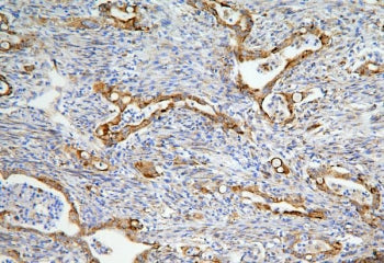 LONP1 Antibody
