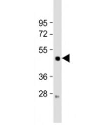 Western blot testing of AGS cell lysate with LIPF antibody at 1:2000. Predicted molecular weight:45k