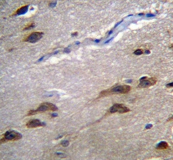 GPR45 Antibody