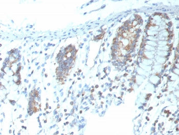 CD151 Antibody