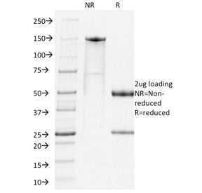 SDS-PAGE analysis of purified, BSA-free PD1 antibody (clone RMP1-14) as confirmation of integrity an