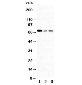 XRCC1 Antibody