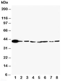 Western blot testing of ERK2 antibody and Lane 1: rat brain; 2: rat lung; 3: rat placenta; 4: HT1080