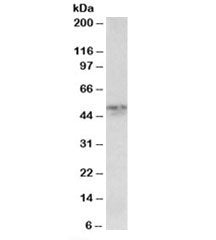 Synaptotagmin-2 Antibody