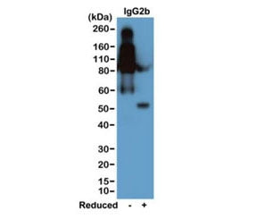 Mouse IgG2b Antibody