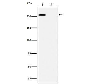 Western blot testing of lysate from A431 cells 1) untreated and 2) treated with lambda phosphatase, 