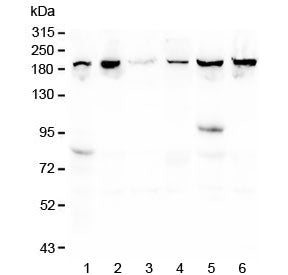 Western blot testing of human 1) placenta, 2) T-47D, 3) U-2 OS, 4) K562, 5) ThP-1 and 6) monkey COS-