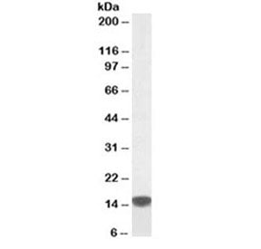 S100A9 Antibody