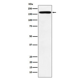 Podocalyxin Antibody / PODXL