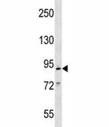 Mcm2 Antibody