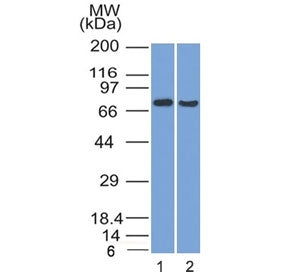 TCF4 Antibody
