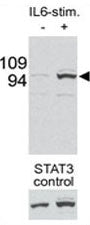 STAT3 Antibody (phospho-S727)