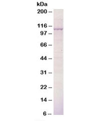 BCAR3 Antibody