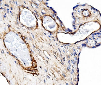 CD31 Antibody / PECAM-1